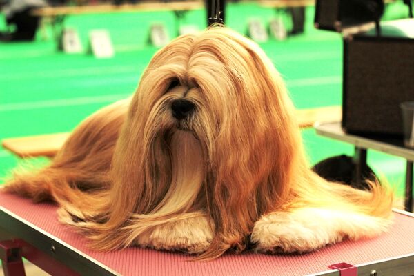 XXIX. Jihočeská výstava psů