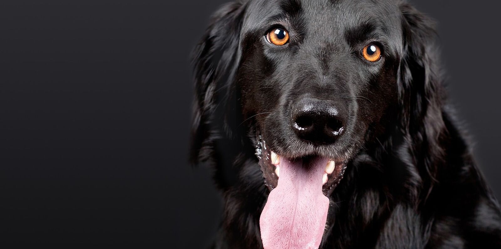 Mezinárodní výstava psů