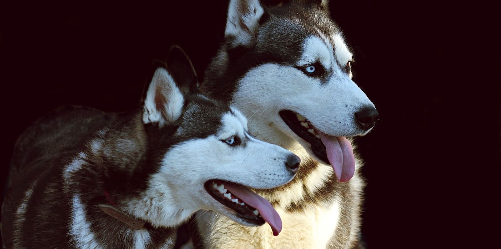 Mezinárodní výstava psů