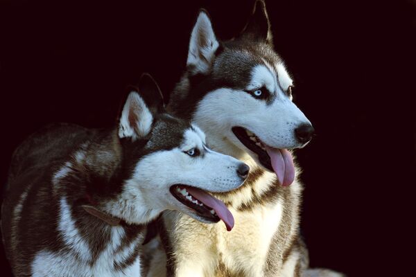 Mezinárodní výstava psů